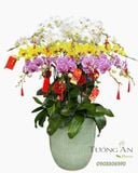  Chậu Lan Hồ Điệp Tam Sắc Cát Tường - LHD92 