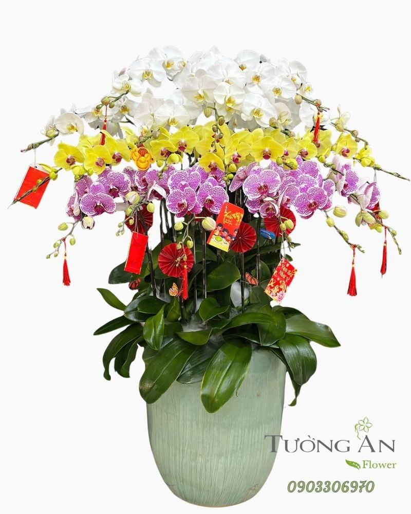  Chậu Lan Hồ Điệp Tam Sắc Cát Tường - LHD92 