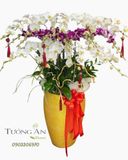  Chậu Lan Hồ Điệp Bạch Tím Thịnh Vượng - LHD34 