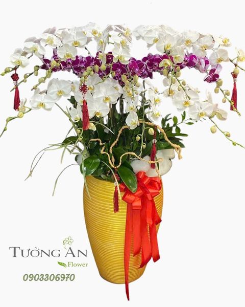 Chậu Lan Hồ Điệp Bạch Tím Thịnh Vượng - LHD34