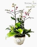  Chậu Lan Hồ Điệp Thanh Lan Tinh Khôi - LHD114 