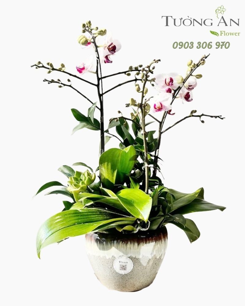 Chậu Lan Hồ Điệp Thanh Lan Tinh Khôi - LHD114 