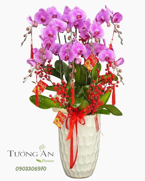 Chậu Lan Hồ Điệp Cát Tường Như Ý - LHD60