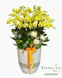  Chậu Lan Hồ Điệp Kim Phúc Khai Vận - LHD23 