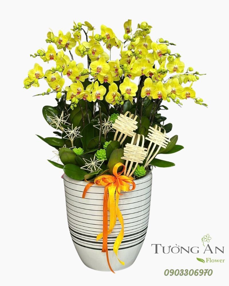  Chậu Lan Hồ Điệp Kim Phúc Khai Vận - LHD23 