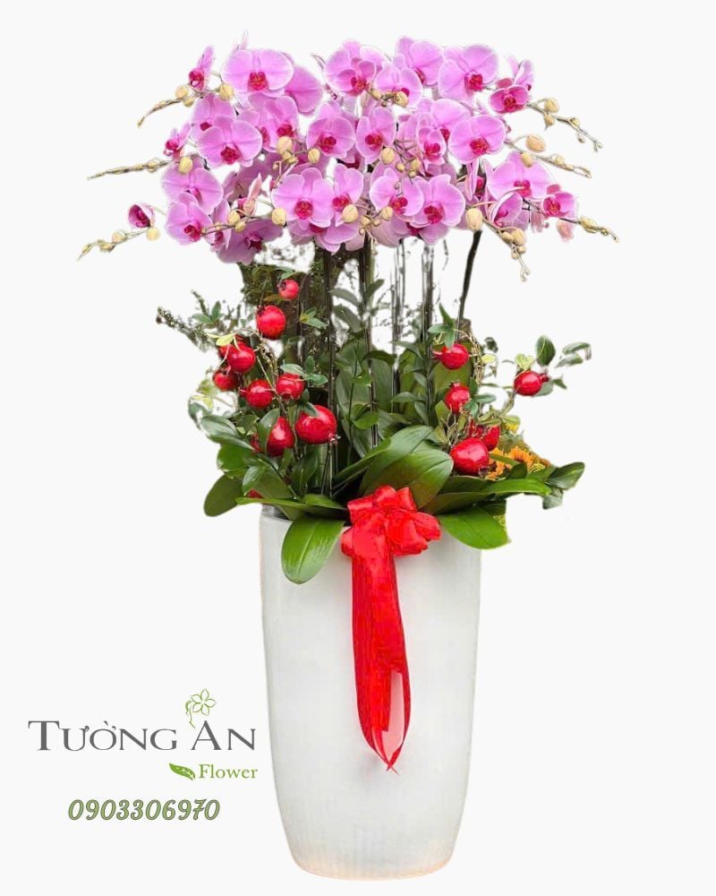  Chậu Lan Hồ Điệp Lan Hồng Phú Quý - LHD18 