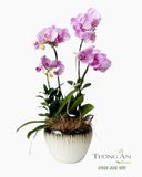  Chậu Lan Hồ Điệp Thanh Nhã Yêu Thương - LHD99 