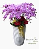  Chậu Lan Hồ Điệp Tím Phú Quý An Nhiên - LHD44 