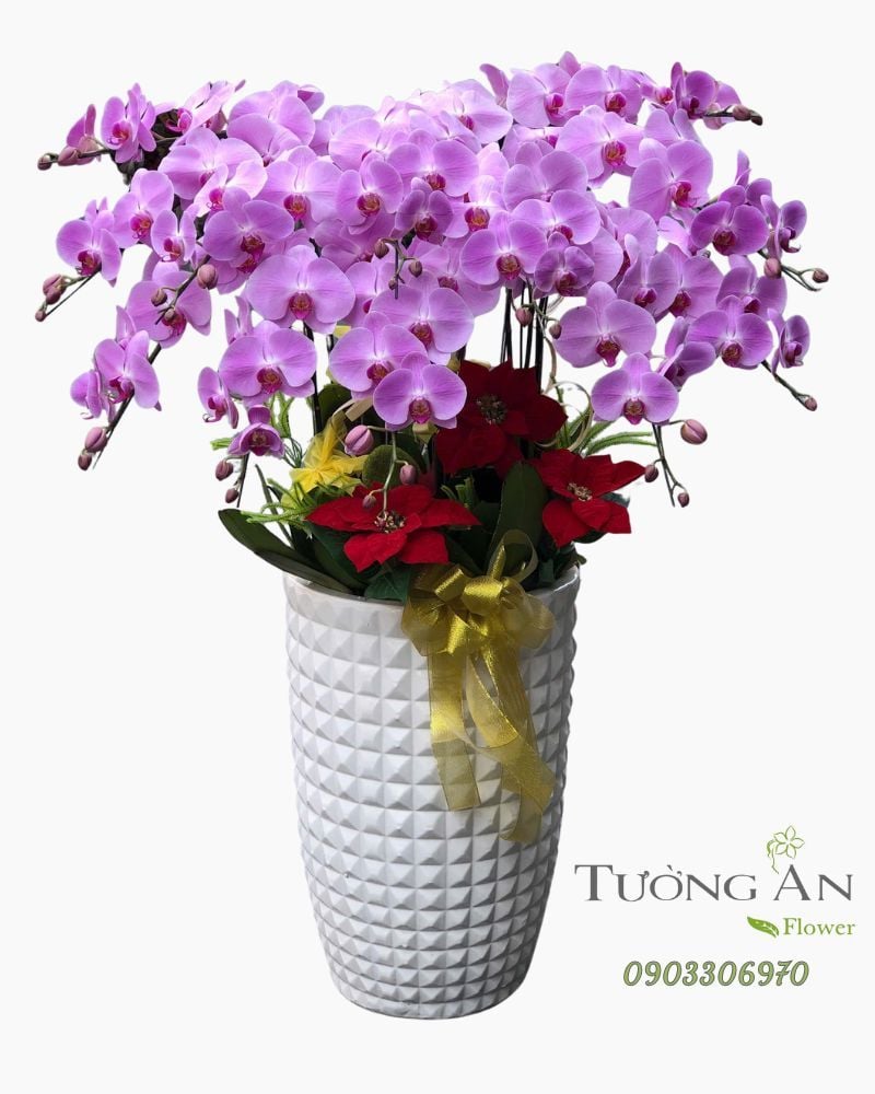  Chậu Lan Hồ Điệp Tím Phú Quý An Nhiên - LHD44 