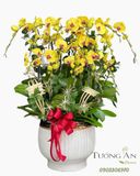  Chậu Lan Hồ Điệp Hoàng Kim Vượng Lộc - LHD68 