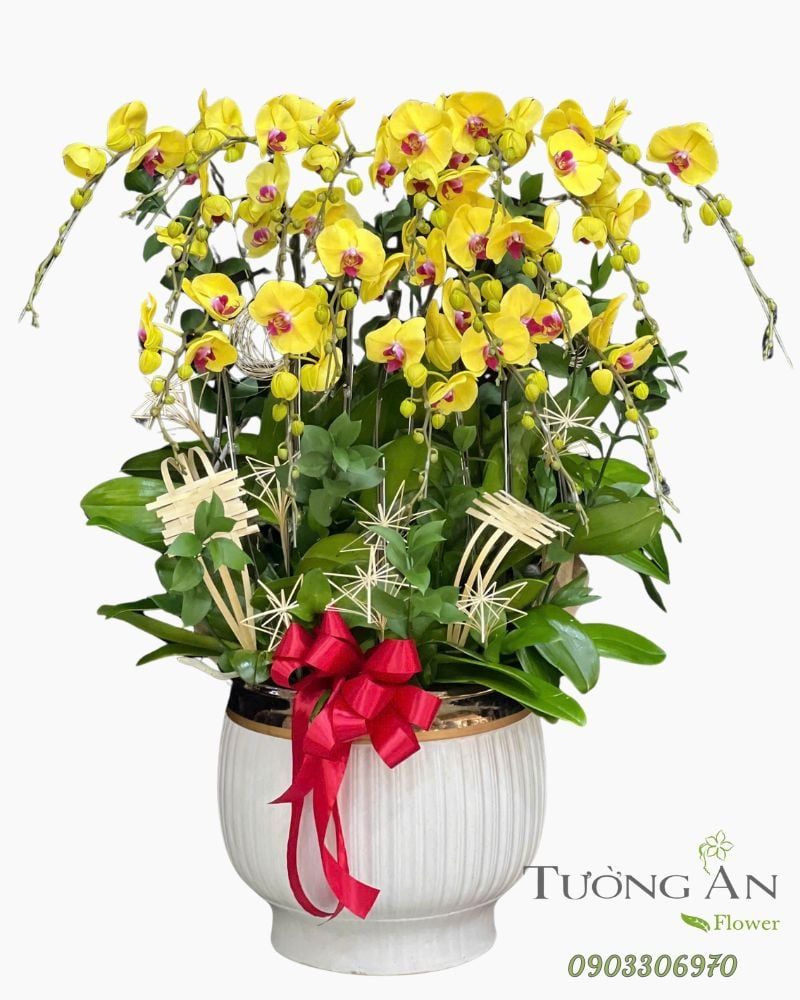  Chậu Lan Hồ Điệp Hoàng Kim Vượng Lộc - LHD68 