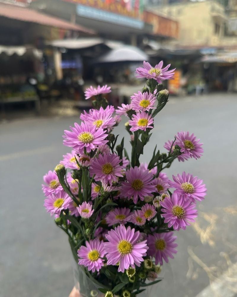  Hoa Thạch Thảo Tím - HCC29 