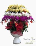  Chậu Lan Hồ Điệp Tam Sắc Phúc Lộc Viên Mãn- LHD50 