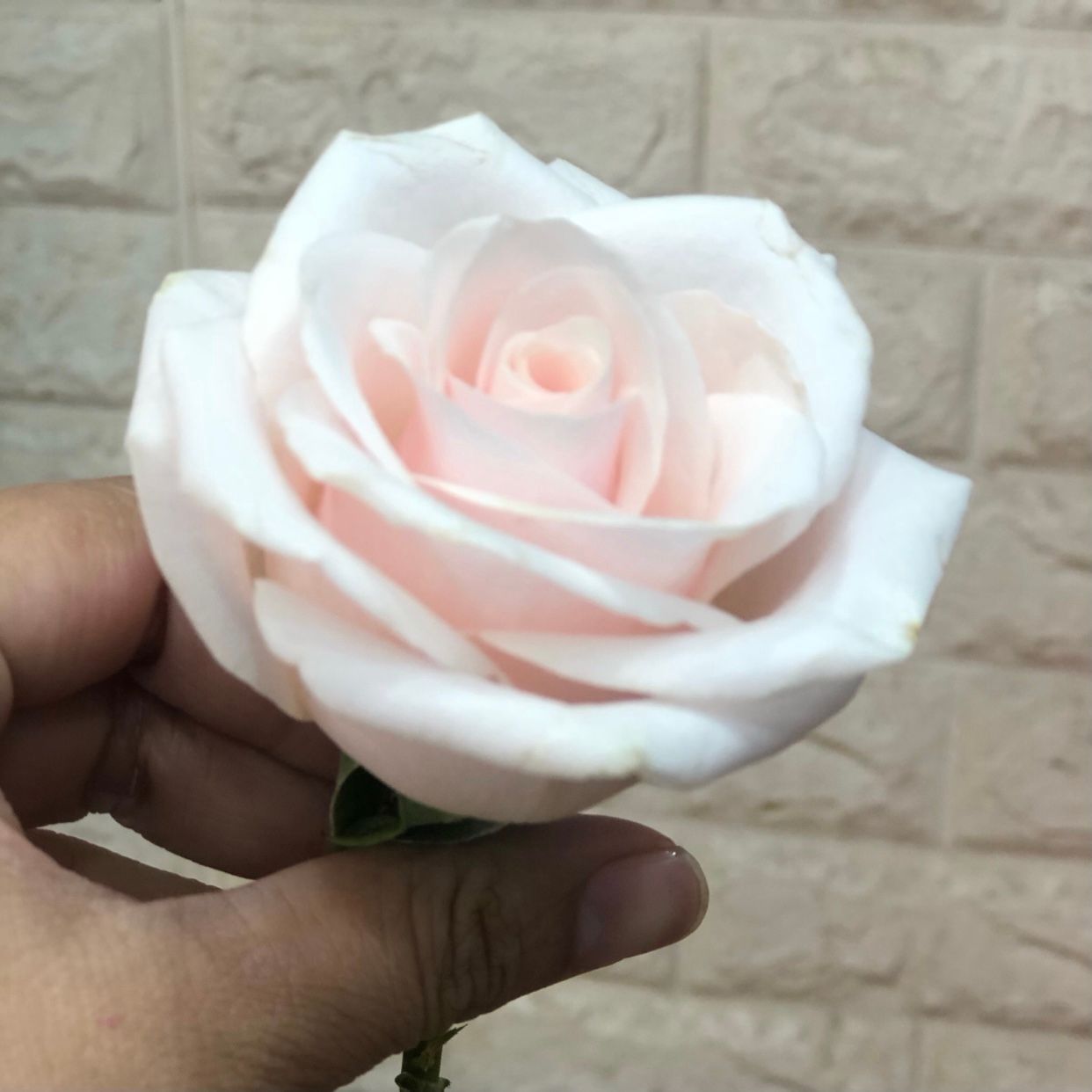  Hoa Hồng Pastel - HCC02 