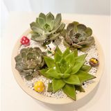  Chậu Sen Đá Tiểu Viên An Lạ - SD04 