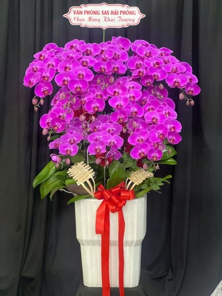 Chậu Lan Hồ Điệp Hồng Ngọc Phồn Vinh - LHD137
