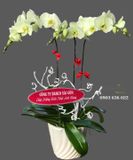  Chậu Lan Hồ Điệp Xanh Bơ - S978 
