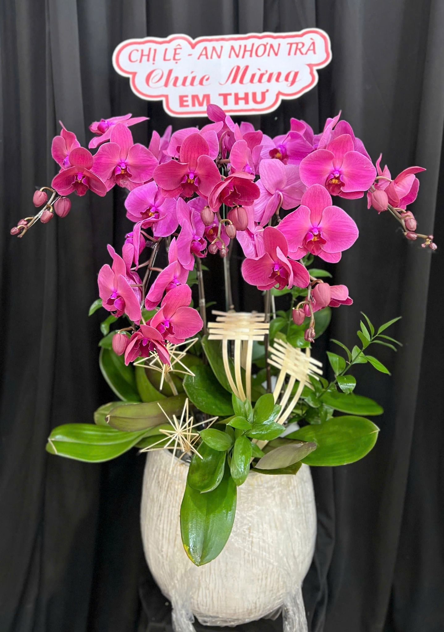  Chậu Lan Hồ Điệp Hồng Phúc Yêu Thương - LHD70 