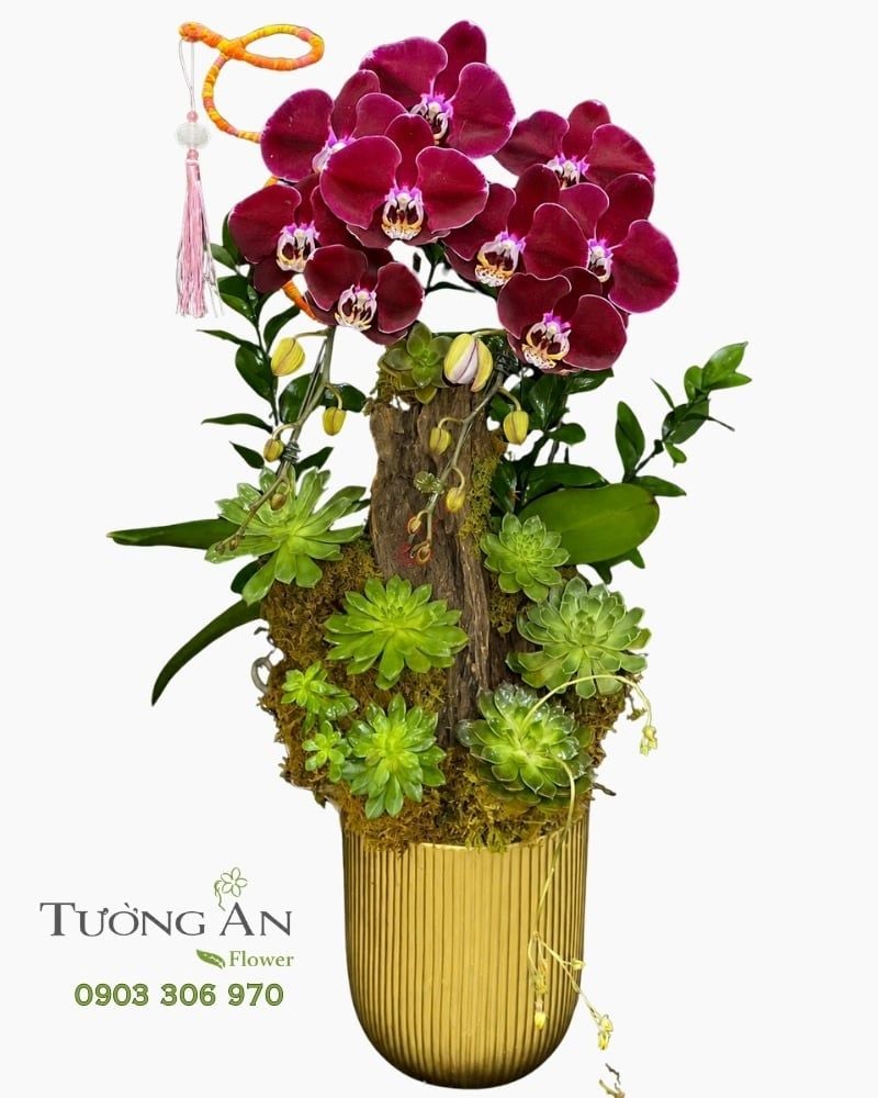  Chậu Lan Hồ Điệp Vượng Sắc An Khang - LHD134 