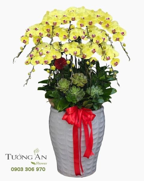 Chậu Lan Hồ Điệp Kim Sắc Cát Tường - LHD136