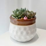  Chậu Sen Đá Mộc Nhiên An - SD02 