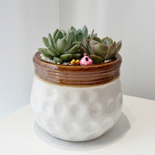  Chậu Sen Đá Mộc Nhiên An - SD02 