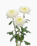  Hoa Cúc Kim Cương - HCC15 