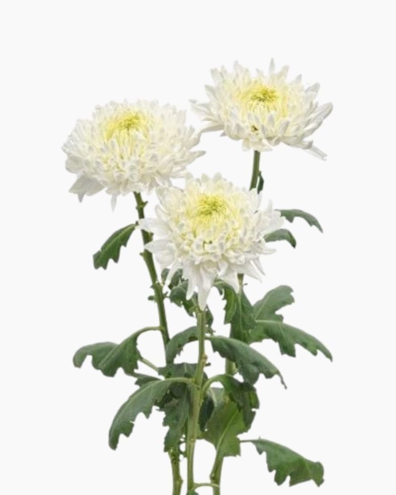  Hoa Cúc Kim Cương - HCC15 