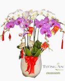  Chậu Lan Hồ Điệp Phúc Tím An Khang  - LHD81 