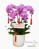  Chậu Lan Hồ Điệp Tím Tri Ân Sư Đạo - LHD31 