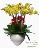  Chậu Lan Hồ Điệp Kim Phúc An Khang- LHD49 