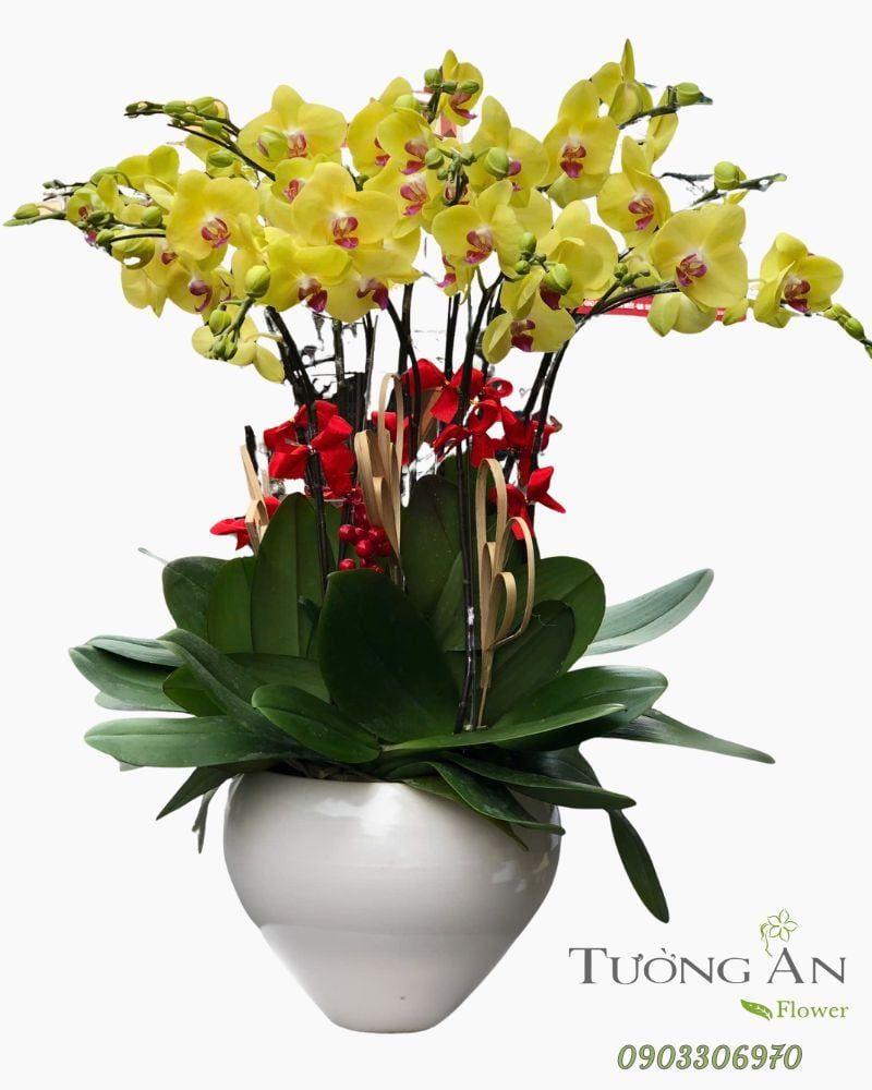  Chậu Lan Hồ Điệp Kim Phúc An Khang- LHD49 