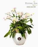  Chậu Lan Hồ Điệp Lan Trắng An Nhiên - LHD115 