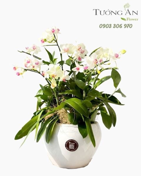 Chậu Lan Hồ Điệp Lan Trắng An Nhiên - LHD115