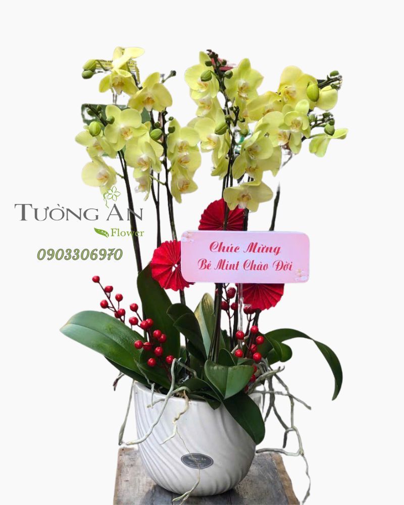  Chậu Lan Hồ Điệp Khởi Phúc An Nhiên - LHD27 