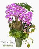  Chậu Lan Hồ Điệp Tím Ngọc Đại Ngàn - LHD138 