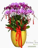  Chậu Lan Hồ Điệp Phát Lộc Trường Xuân - LHD61 