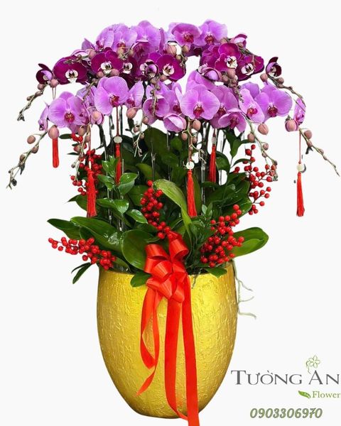 Chậu Lan Hồ Điệp Phát Lộc Trường Xuân - LHD61