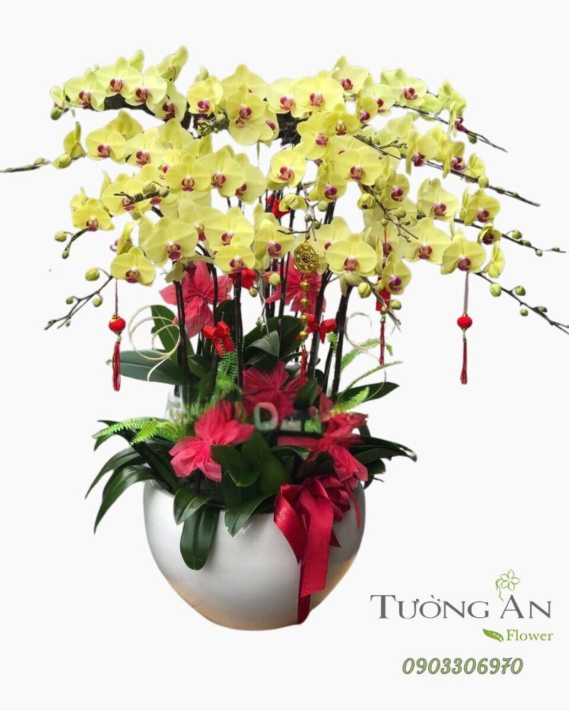  Chậu Lan Hồ Điệp Phú Quý An Khang - LHD42 