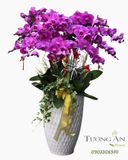  Chậu Lan Hồ Điệp Tím Vương Phúc - LHD45 