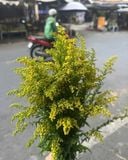  Hoa Vành Anh - HCC30 