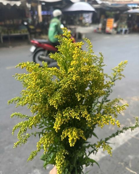  Hoa Vành Anh - HCC30 