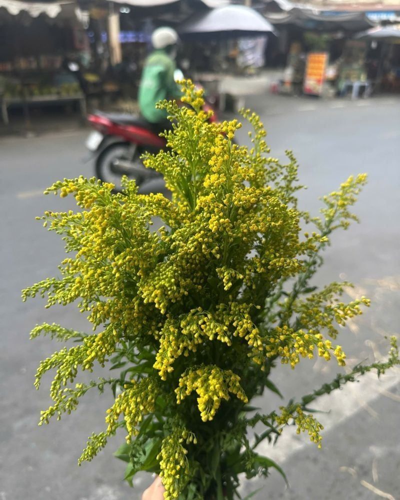  Hoa Vành Anh - HCC30 