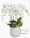  Chậu Lan Hồ Điệp Thanh Khiết Phúc Lành - LHD69 