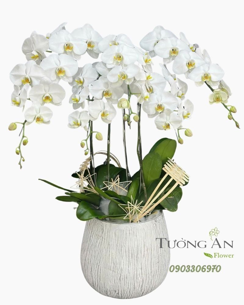  Chậu Lan Hồ Điệp Thanh Khiết Phúc Lành - LHD69 
