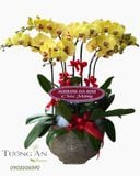  Chậu Lan Hồ Điệp Cát Lộc Viên Mãn - LHD39 