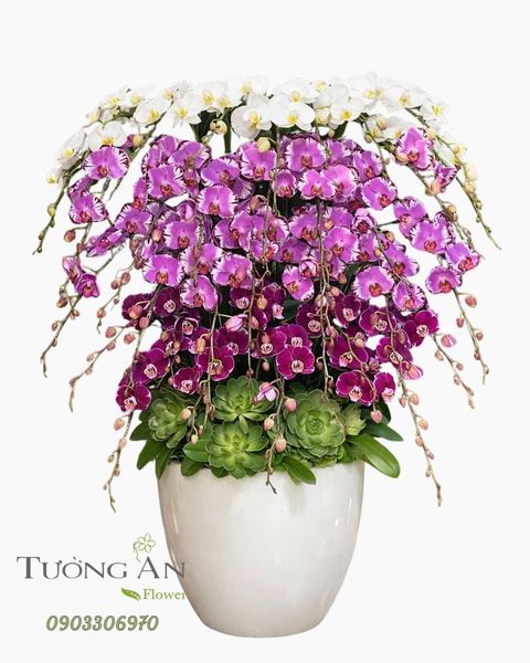 Chậu Lan Hồ Điệp Ngũ Phúc Trường An - LHD22