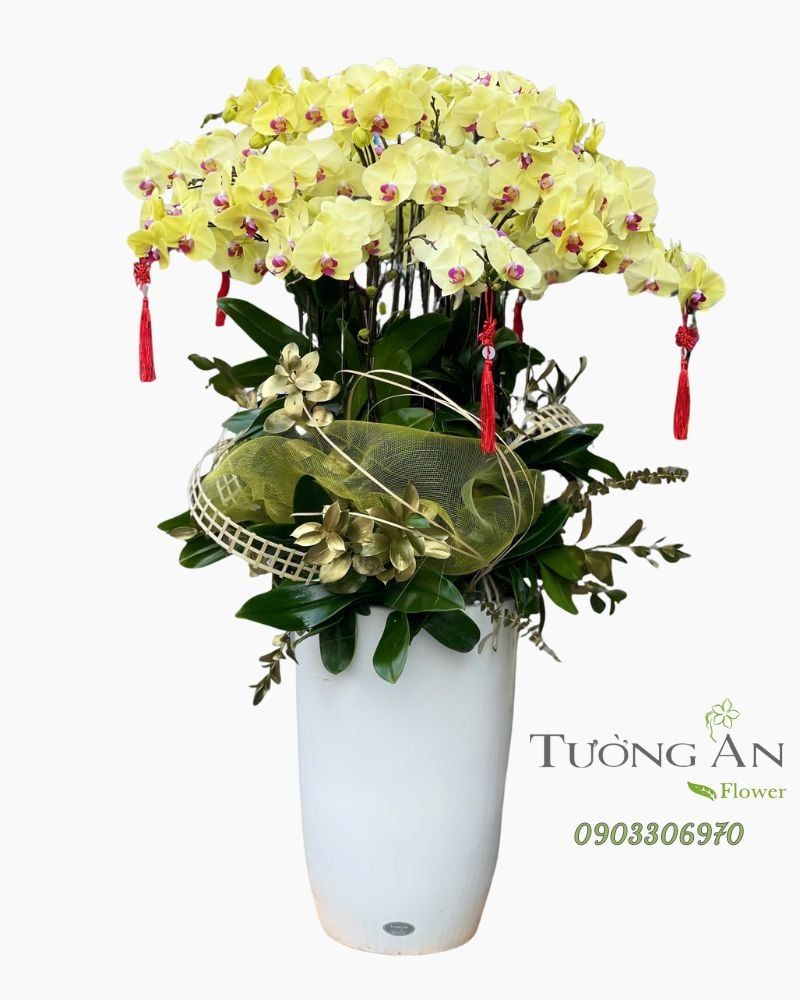  Chậu Lan Hồ Điệp Lan Vàng Kim Phát Tài - LHD19 