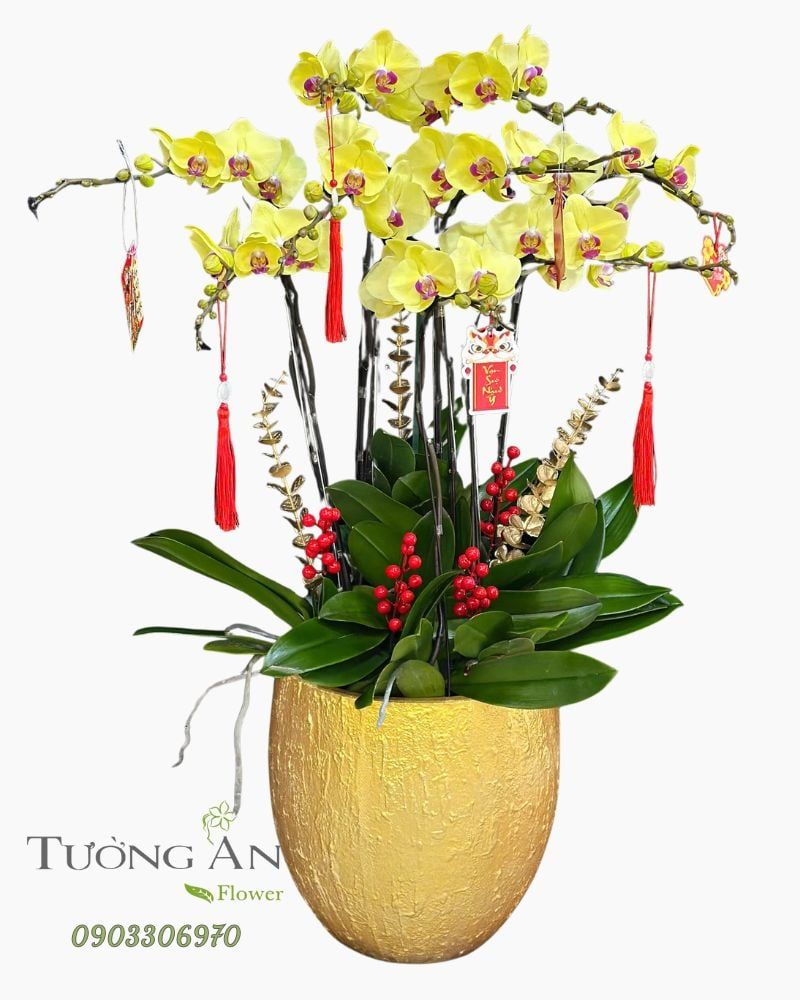  Chậu Lan Hồ Điệp Kim Xuân Phú Quý - LHD89 