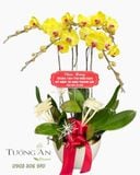  Chậu Lan Hồ Điệp Nắng Vàng Vinh Hoa - LHD128 